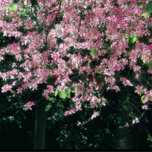 黑客破解大白天小俩囗实战
